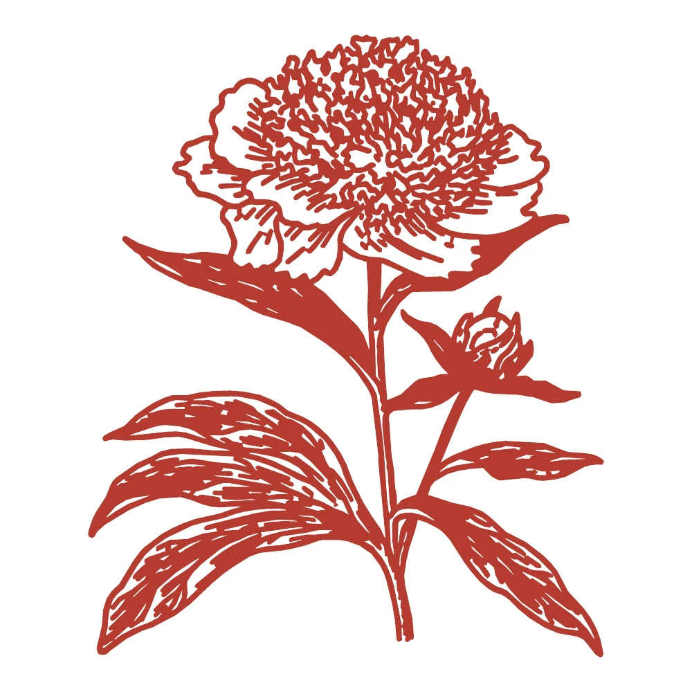 Peony in Bloom paper-cut design